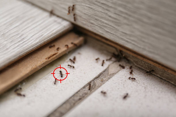 Best Residential Pest Control  in Springhill, LA