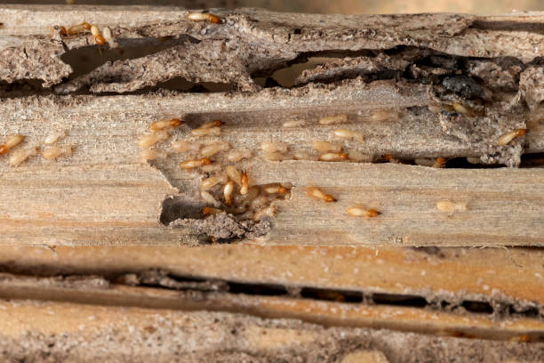 Pest Prevention Services in Springhill, LA