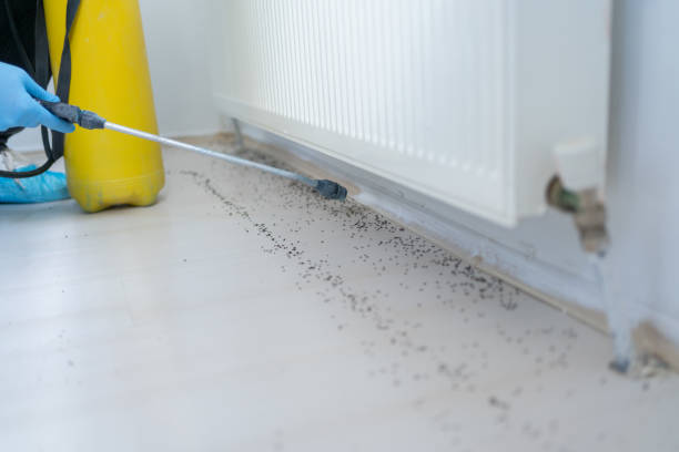 Best Pest Removal Services  in Springhill, LA