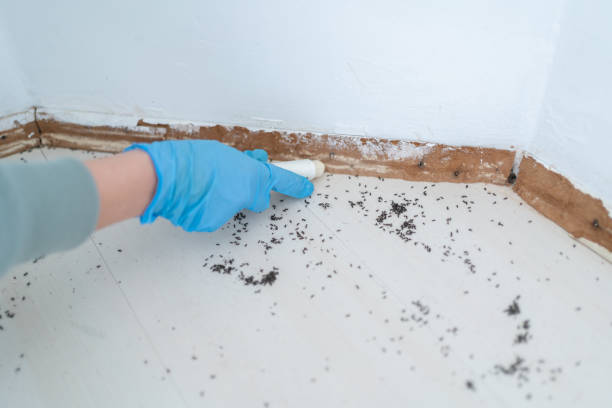 Professional Pest Control in Springhill, LA